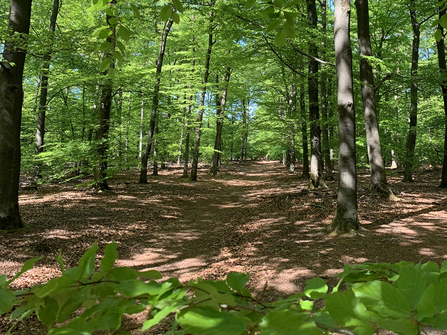 Aartje Natuur Coaching Natuur 2