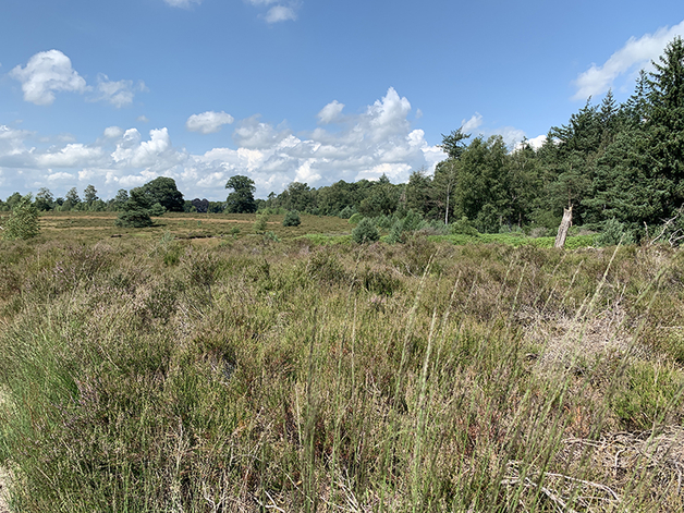 Aartje Natuur Coaching Natuur 4