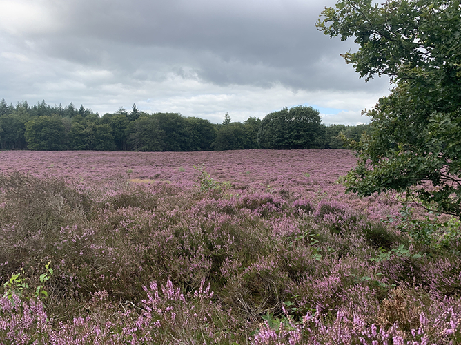 Aartje Natuur Coaching Natuur 5