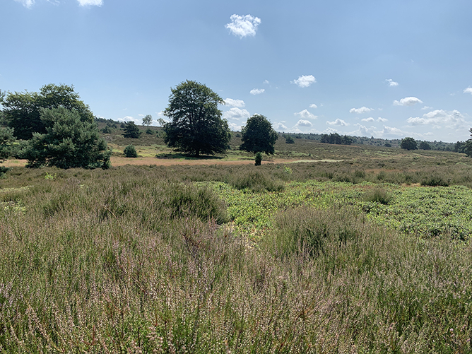 Aartje Natuur Coaching Natuur 6